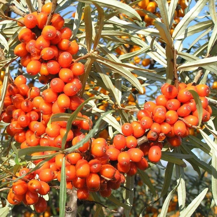 Облепиха крушиновидная Херго