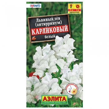 Львиный зев карликовый белый
