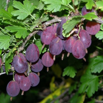 Крыжовник Грушенька