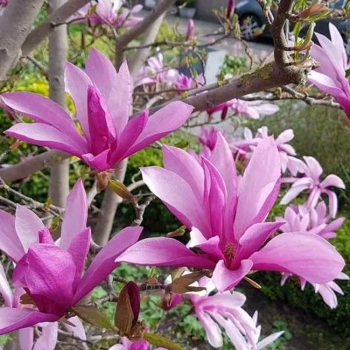 Магнолия Сюзан