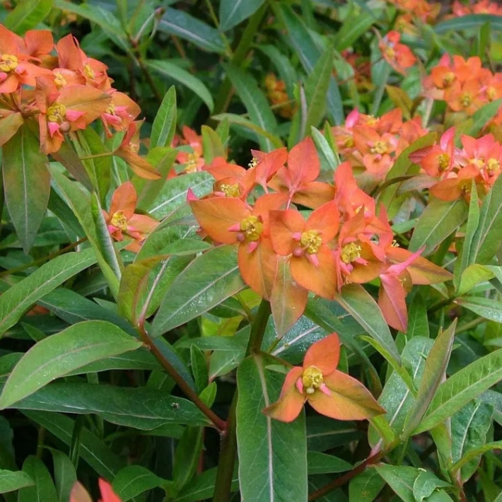 Молочай гриффита Фаерглоу