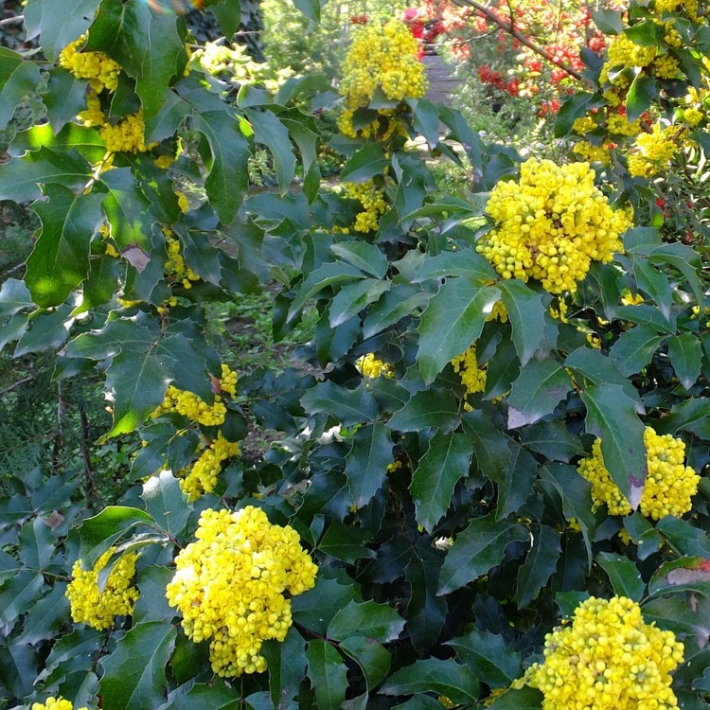 Магония падуболистная