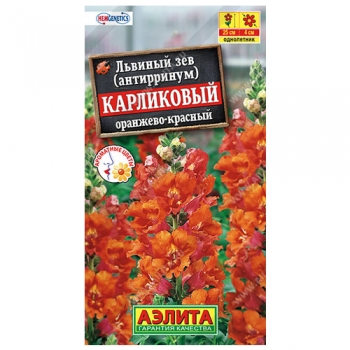 Львиный зев карликовый оранжево-красный