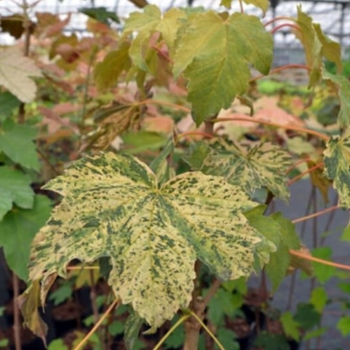 Клен белый Реймонт