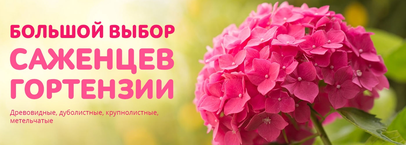Большой выбор саженцев гортензии