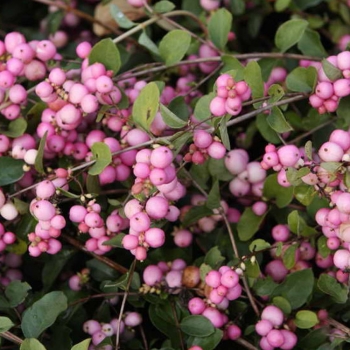 Снежноягодник Доренбоза Аметист