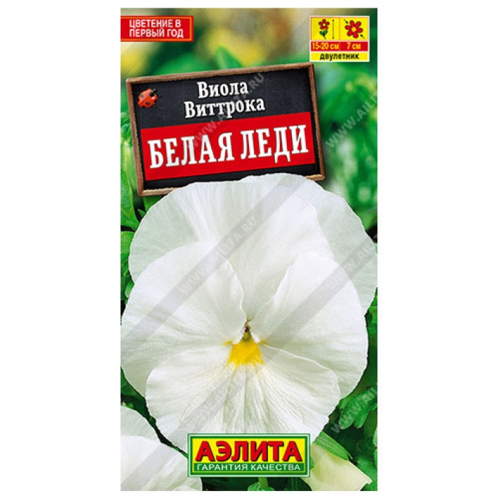 Виола Белая леди