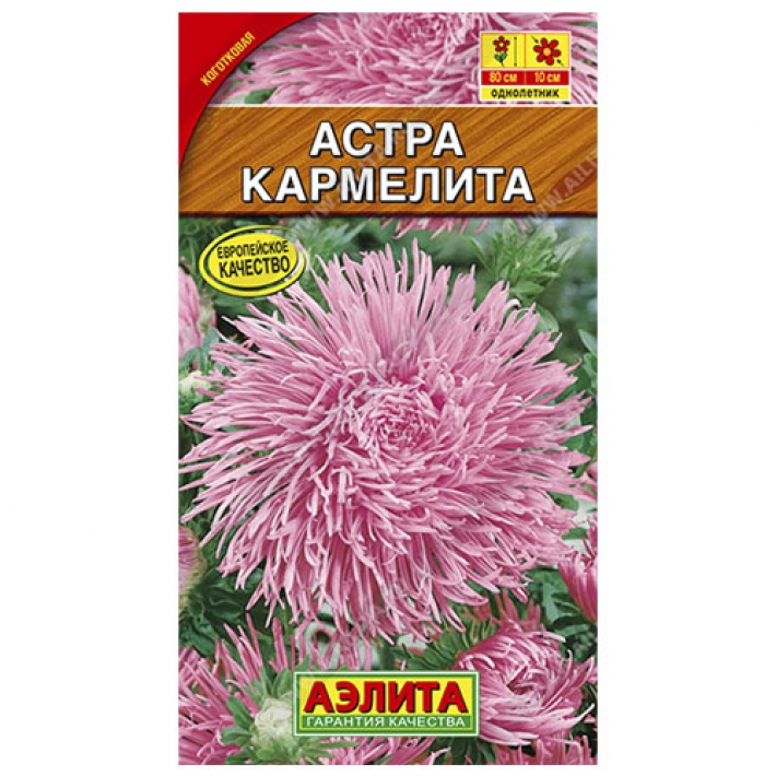 Астра Кармелита