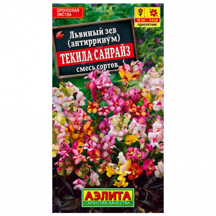Львиный зев Текила санрайз, смесь окрасок