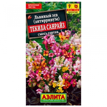 Львиный зев Текила санрайз, смесь окрасок