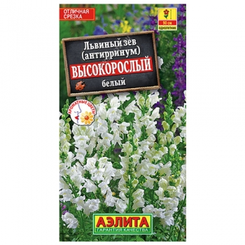Львиный зев Высокорослый белый