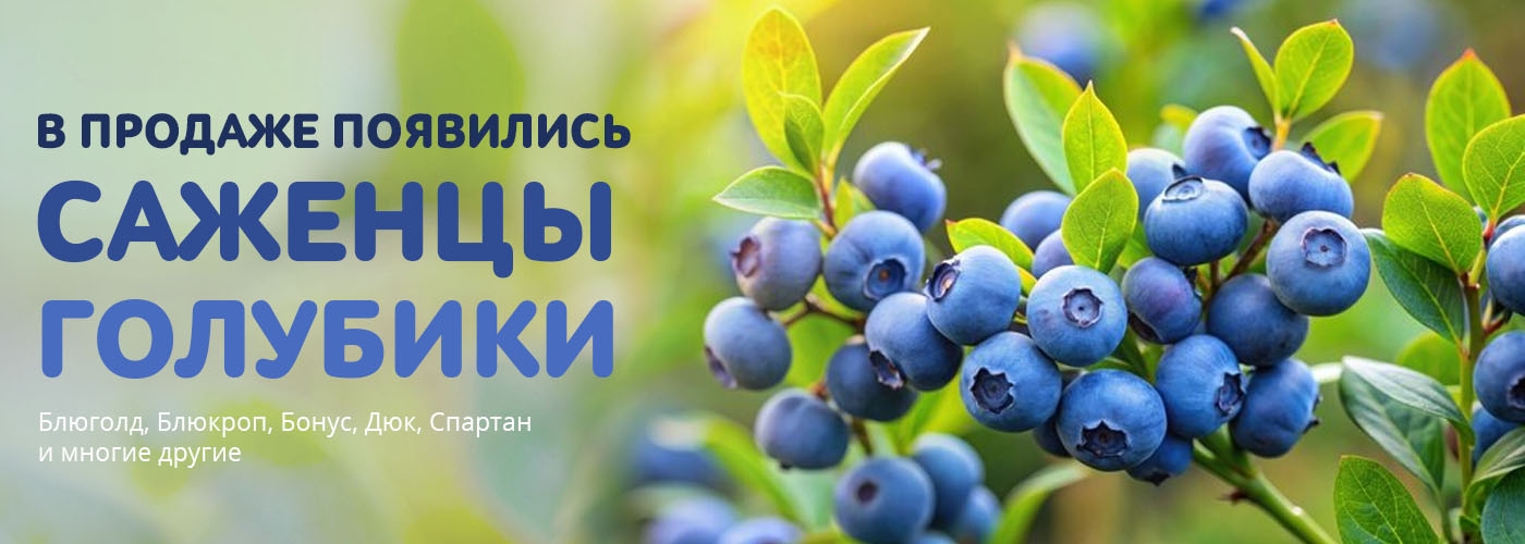 В продаже появились саженцы голубики