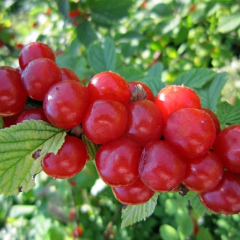 Вишня войлочная