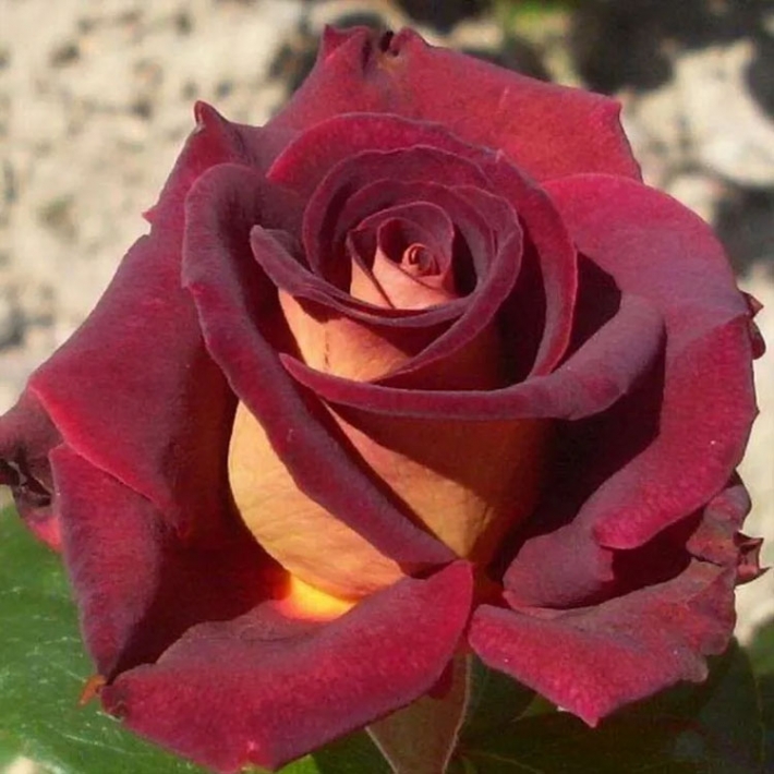 Роза Эдди Митчелл (Сиберика) чайно-гибридная