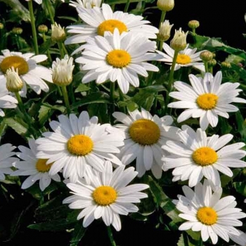 Нивяник великолепный Сноу Кап