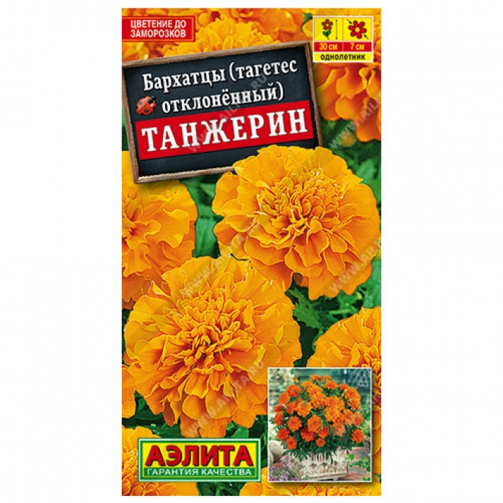 Бархатцы Танжерин отклоненные