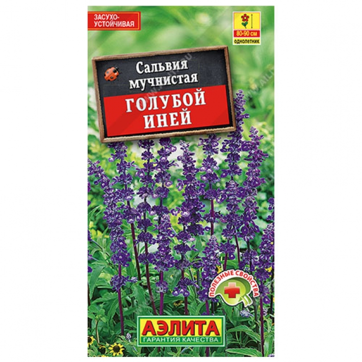 Сальвия Голубой иней