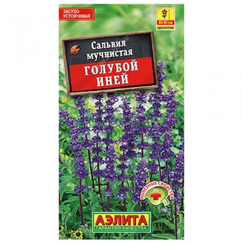 Сальвия Голубой иней