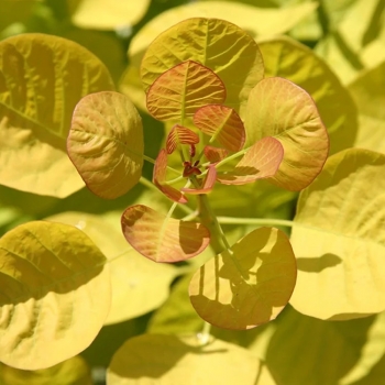 Скумпия кожевенная Голден Спирит