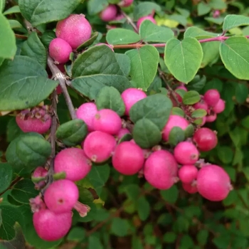 Снежноягодник Шено Хэнкок