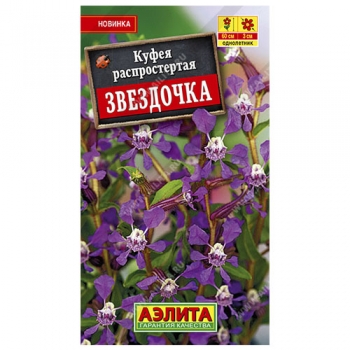 Куфея Звездочка