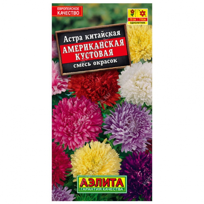 Астра Американская кустовая, смесь окрасок