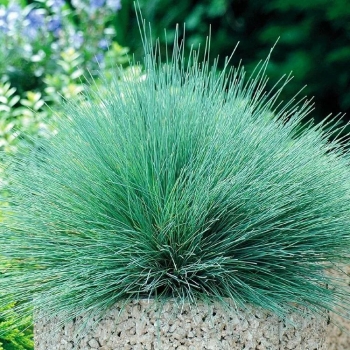 Овсяница сизая