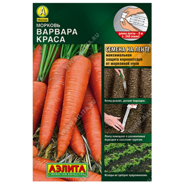 Морковь Варвара краса