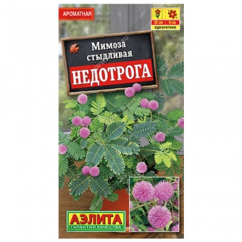 Мимоза Недотрога