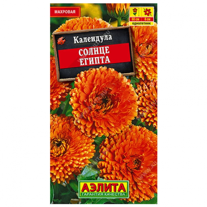 Календула Солнце Египта