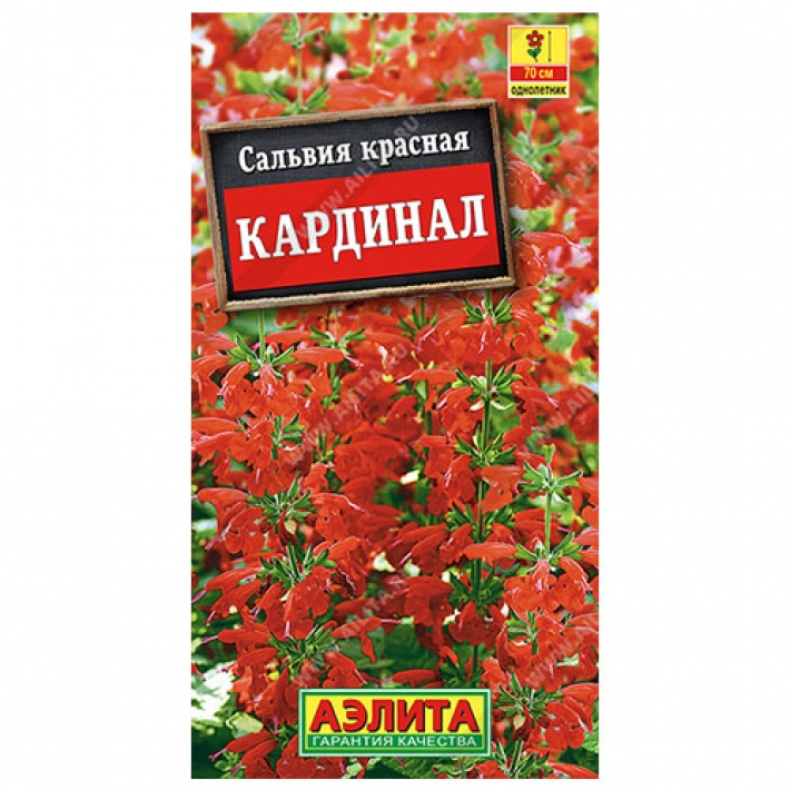 Сальвия Кардинал