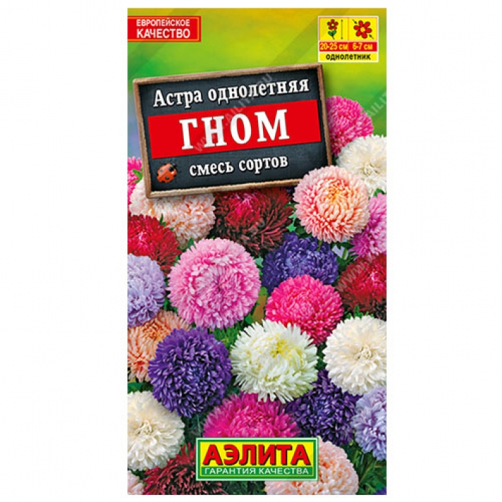Астра Гном, смесь сортов