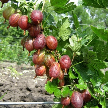 Крыжовник Казачок