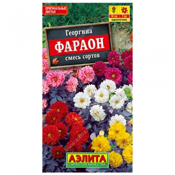 Георгина Фараон, смесь сортов