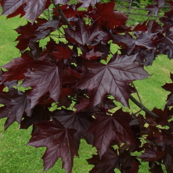 Клён остролистный Пёрпл Глоб