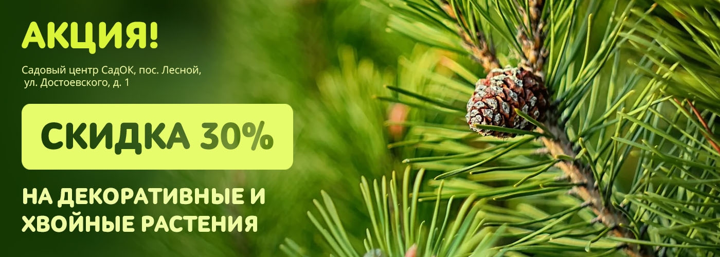 Скидка на декоративные и хвойные растения на открытой площадке