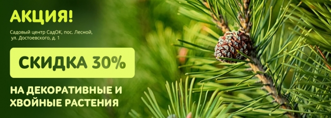 Скидка на декоративные и хвойные растения на открытой площадке