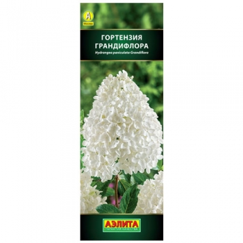 Гортензия метельчатая Грандифлора