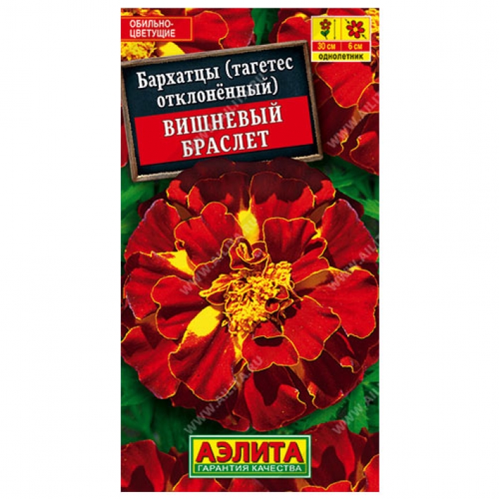 Бархатцы Вишневый браслет отклоненные