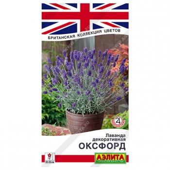 Лаванда декоративная Оксфорд