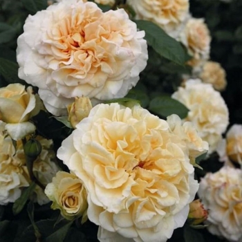 Роза Комтесса (Сиберика) чайно-гибридная