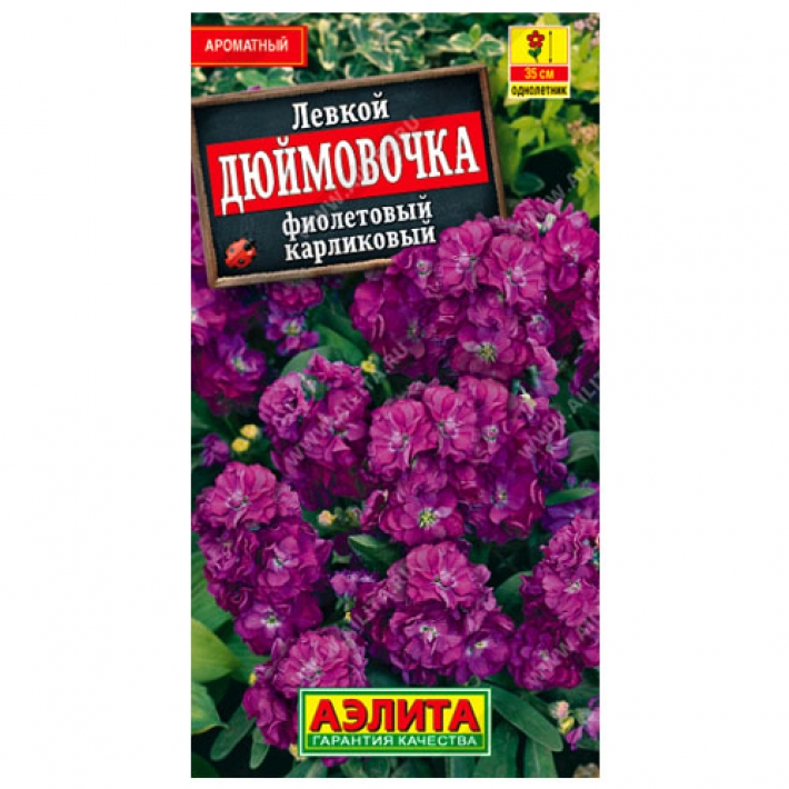 Левкой карликовый Дюймовочка фиолетовый