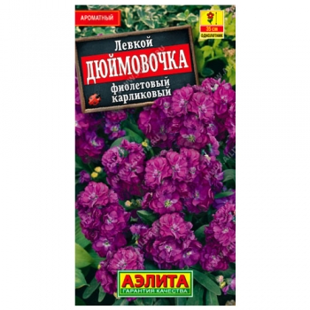 Левкой карликовый Дюймовочка фиолетовый