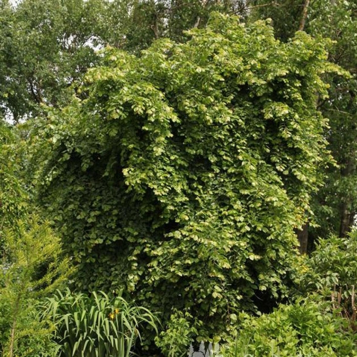 Липа Генри Эдер