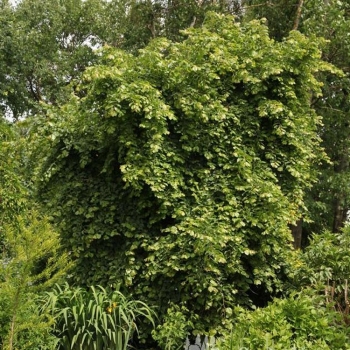 Липа Генри Эдер