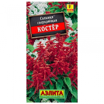 Сальвия Костер
