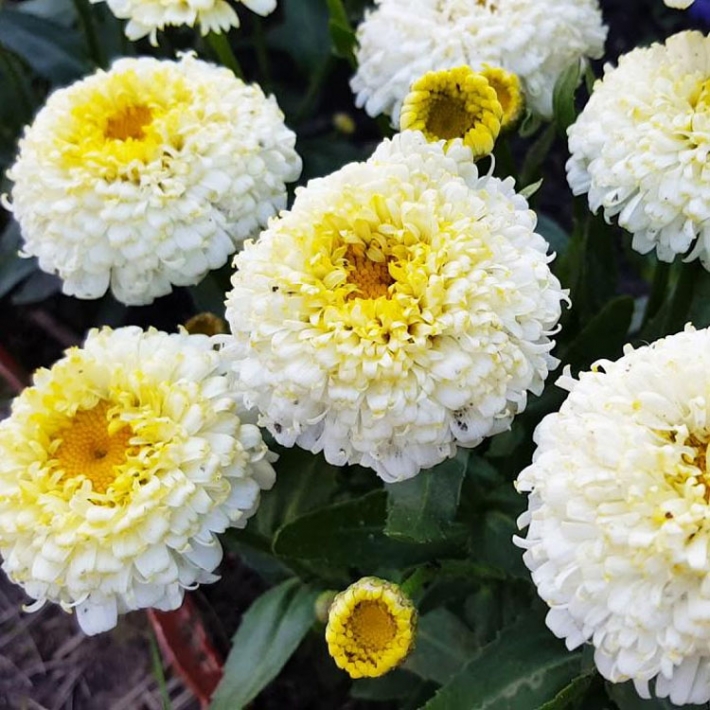 Нивяник Луна