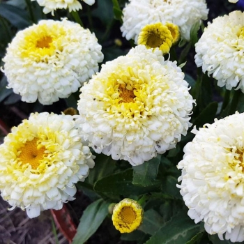 Нивяник Луна