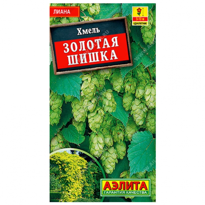 Хмель Золотая шишка