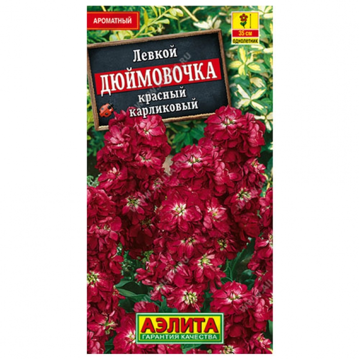 Левкой карликовый Дюймовочка красный